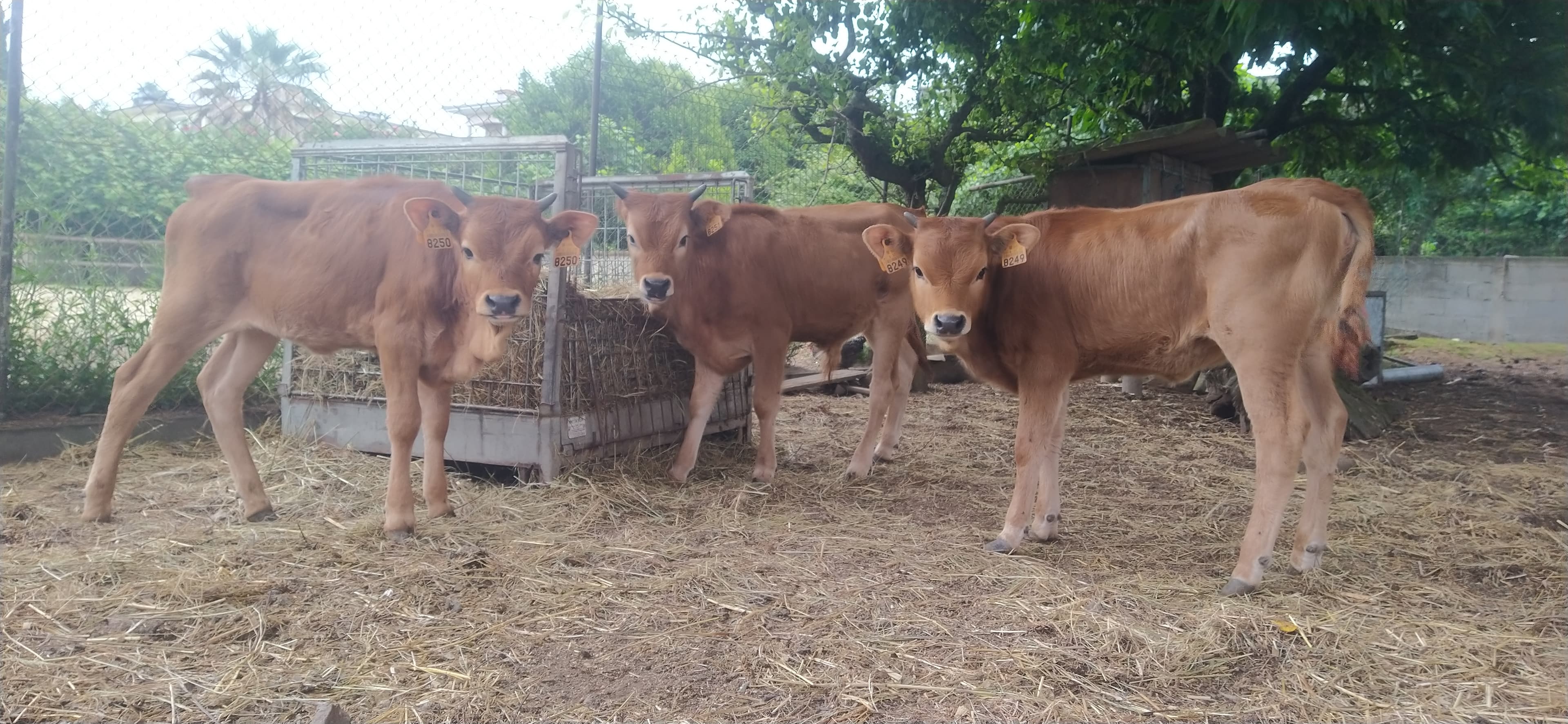 Vitelas Barrosã Carne DOP 5* Raça Autóctone Reprodução / Engorda