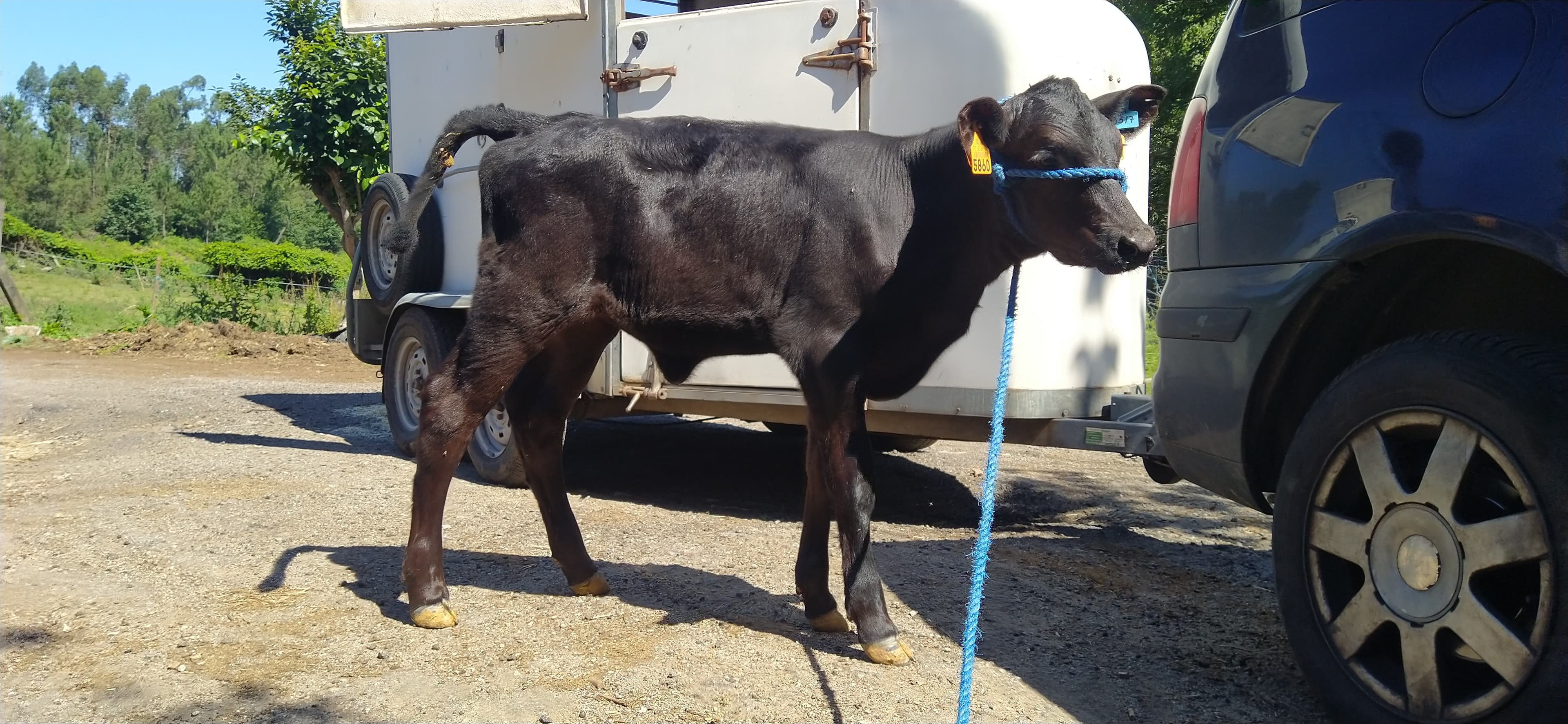 Vitelos Frísios Holstein e Cruzados Angus e limousines  oportunidade