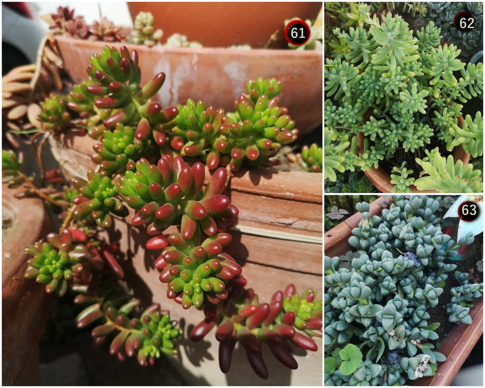 Suculentas diversas