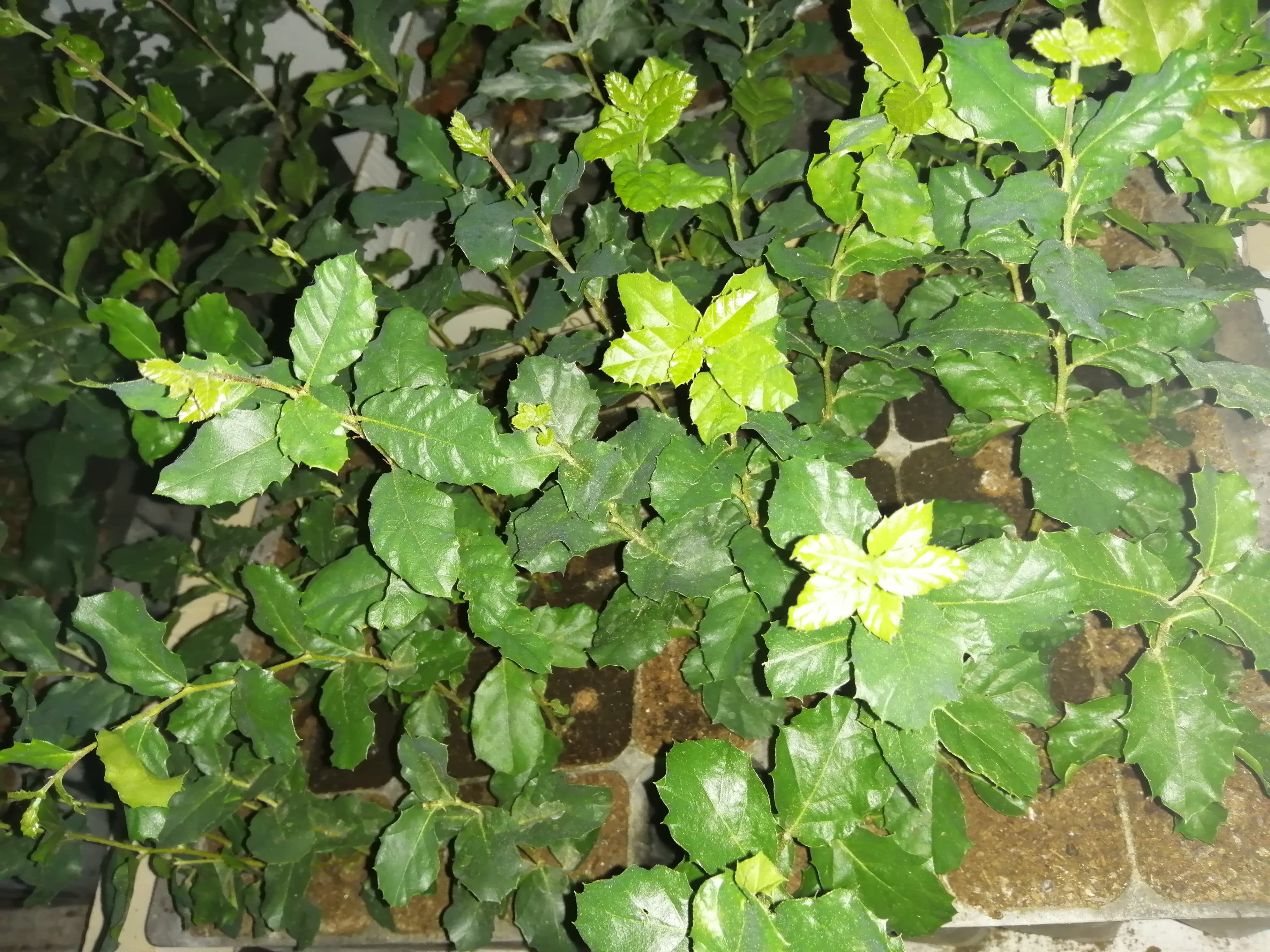 Sobreiros