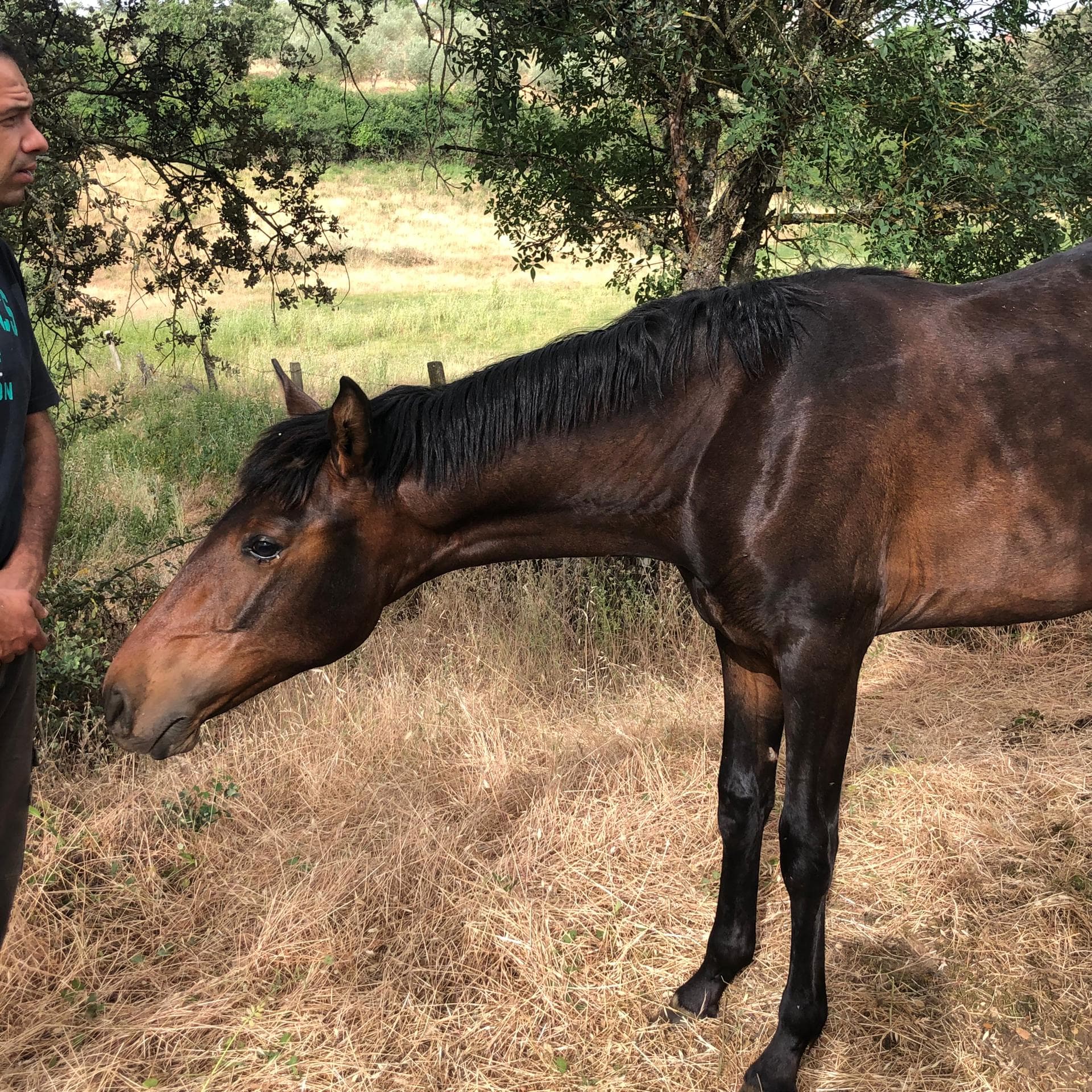 cavalo poldro