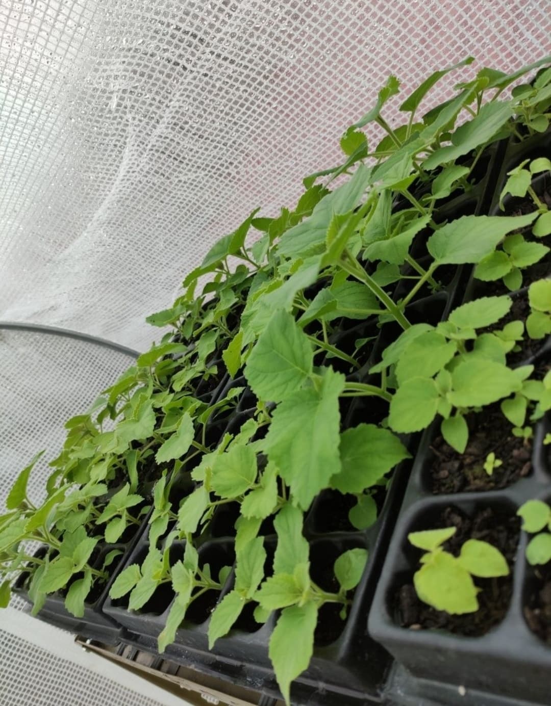 Paulownia Elongata, paulonia árvore