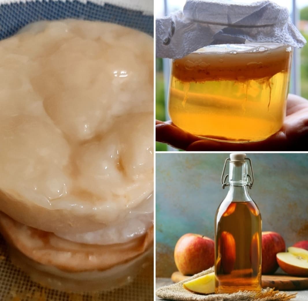Probióticos: kefir de leite, kefir de água, kombucha e madres de vinagre