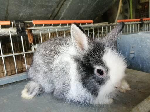 Vendo coelhos anões