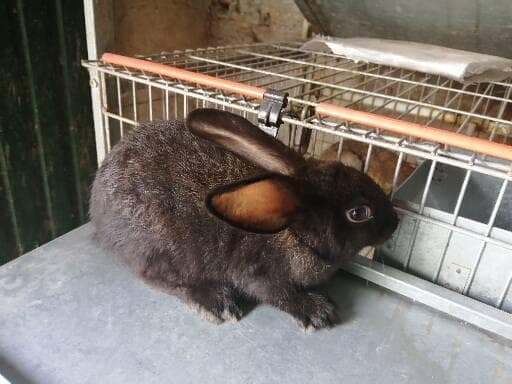 Vendo coelhos gigantes bebés