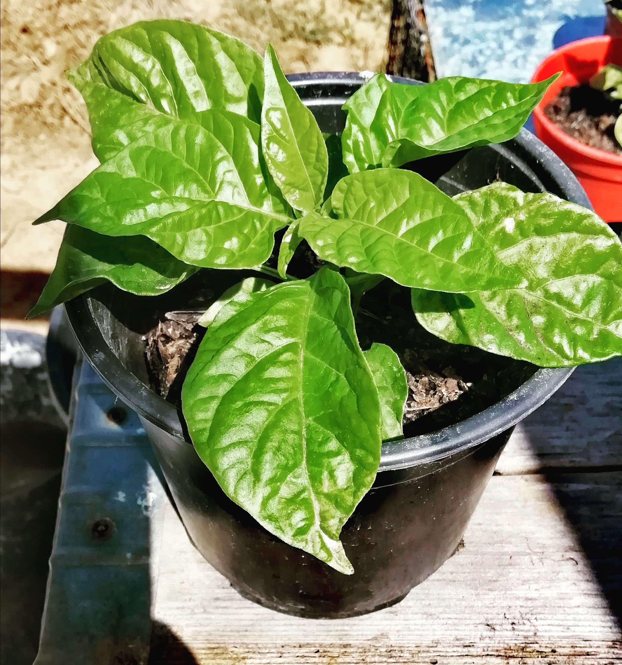 Plantas carolina reaper