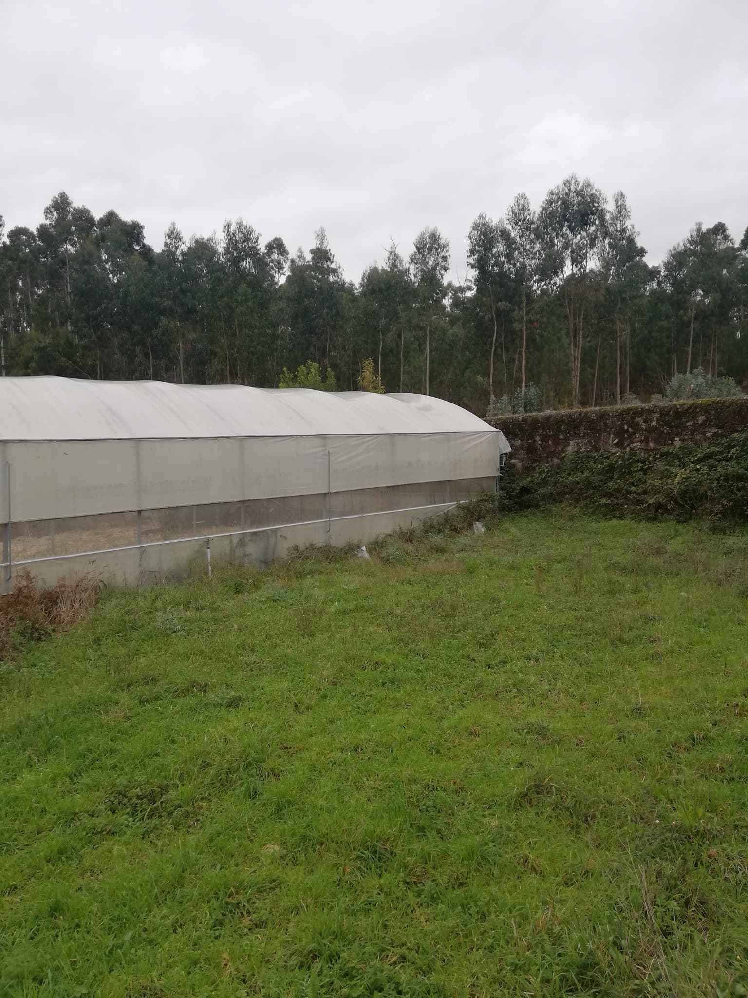 Estufas com 1125m2