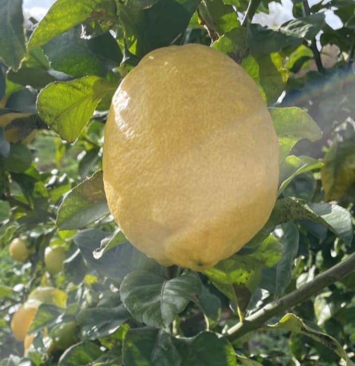 Limao amarelo