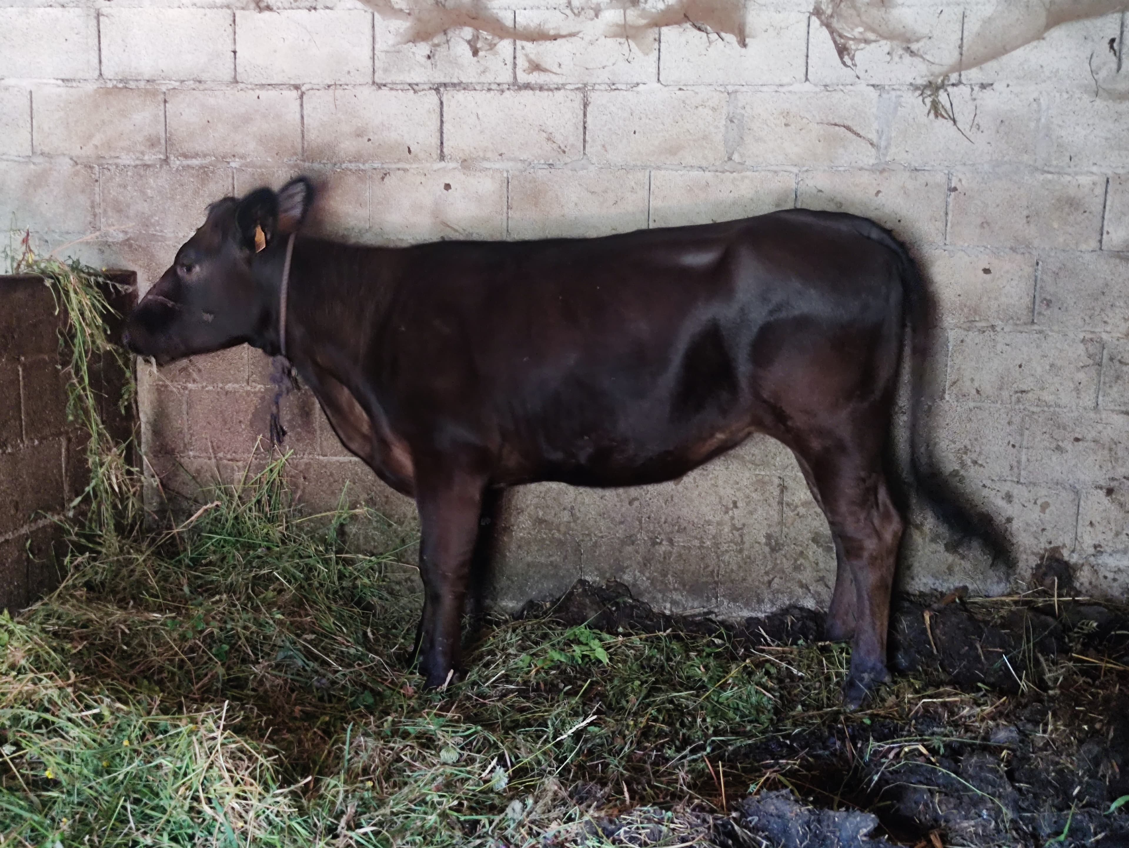 Animais de quinta