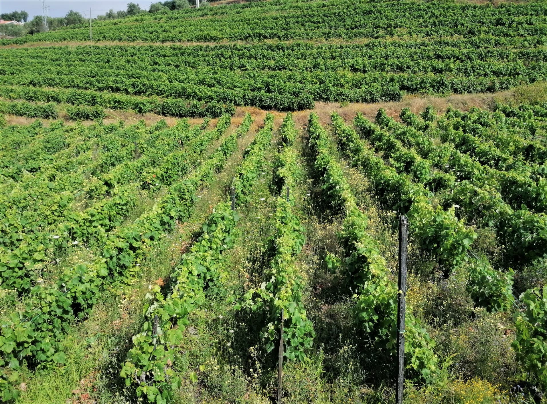 Vinha/Quinta no Douro