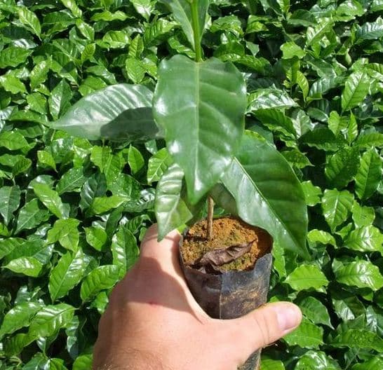 Planta de Café