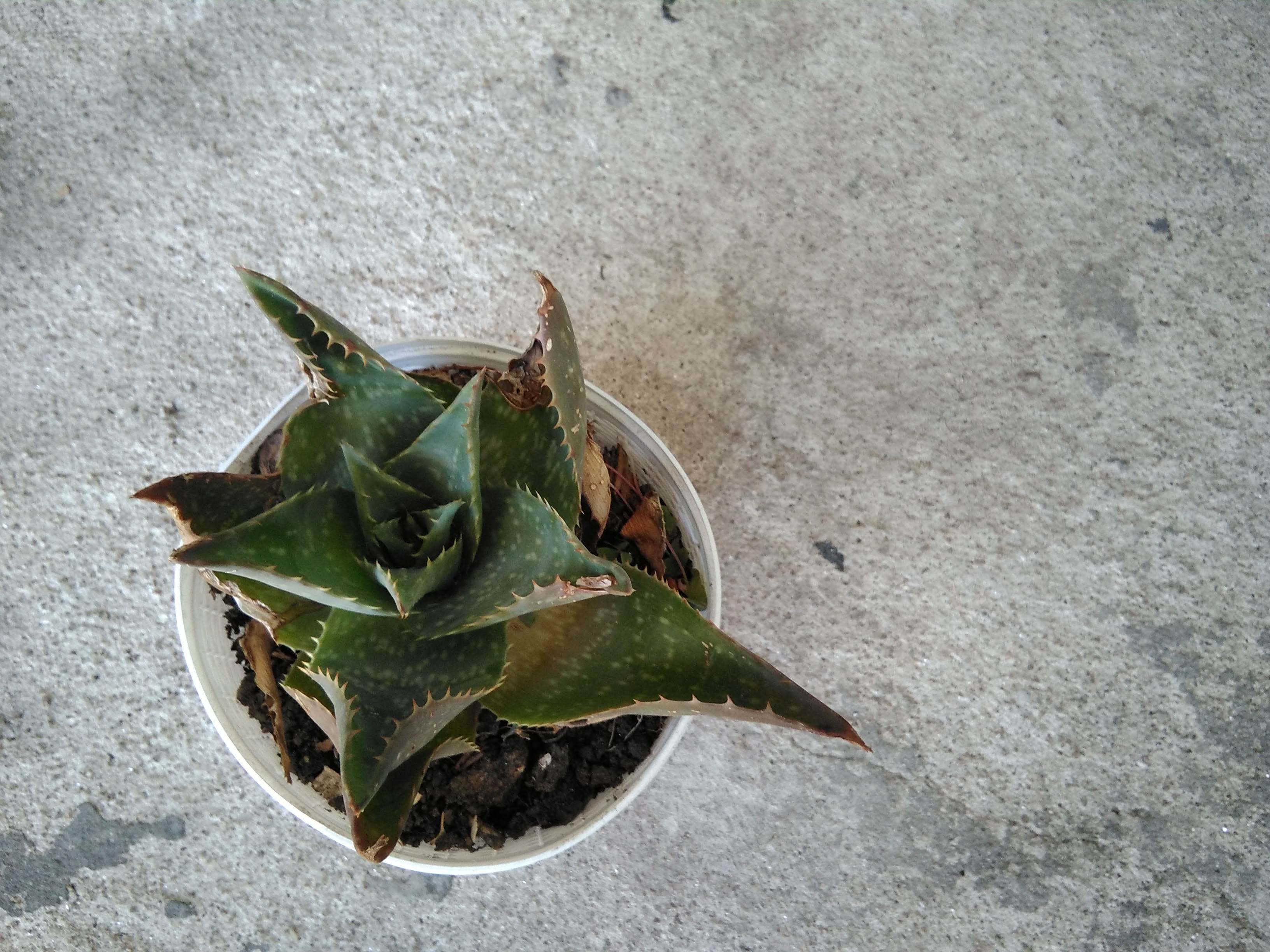 Aloe Vera