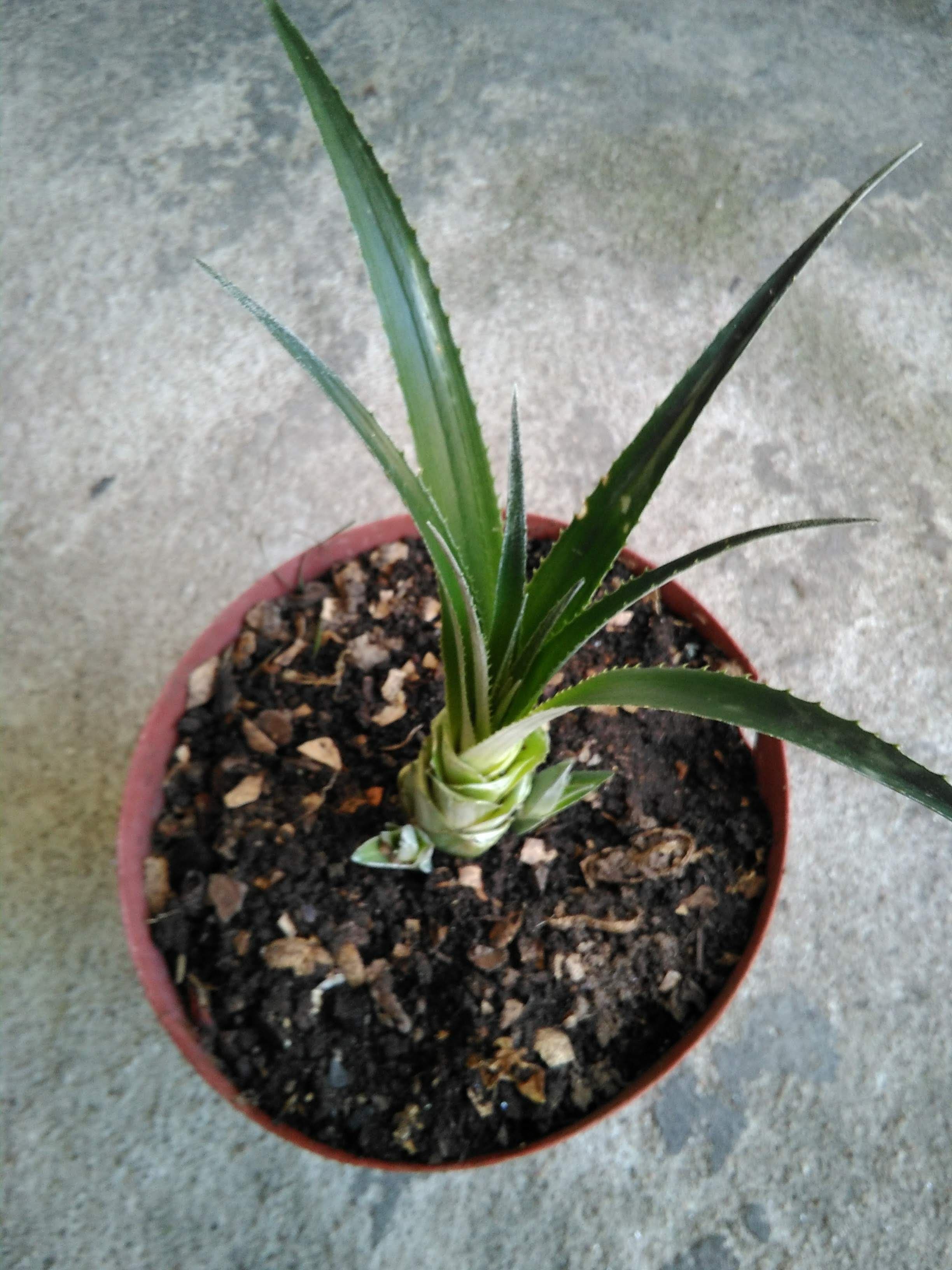 Cacto
