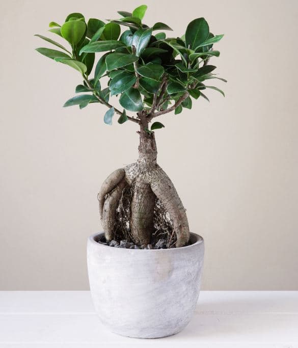 Bonsai de Ficus Microcarpa