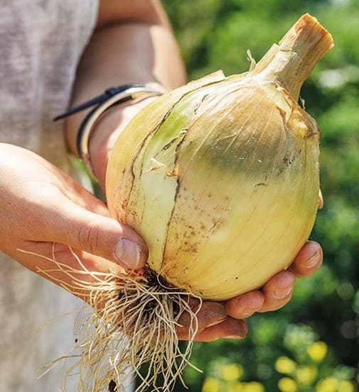 Sementes de Cebola Gigante