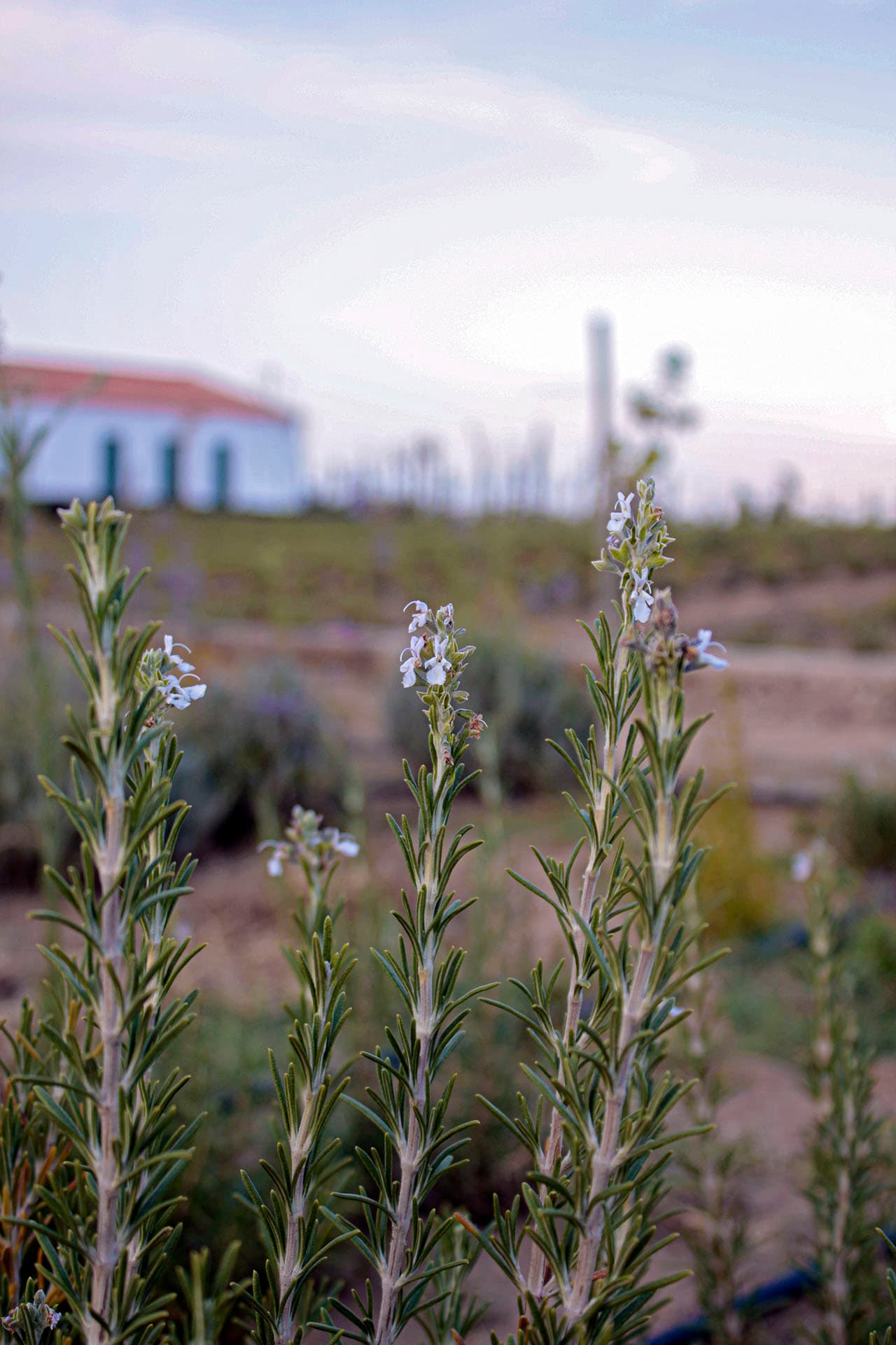 Alecrim Rosmarinus officinalis Planta Viva