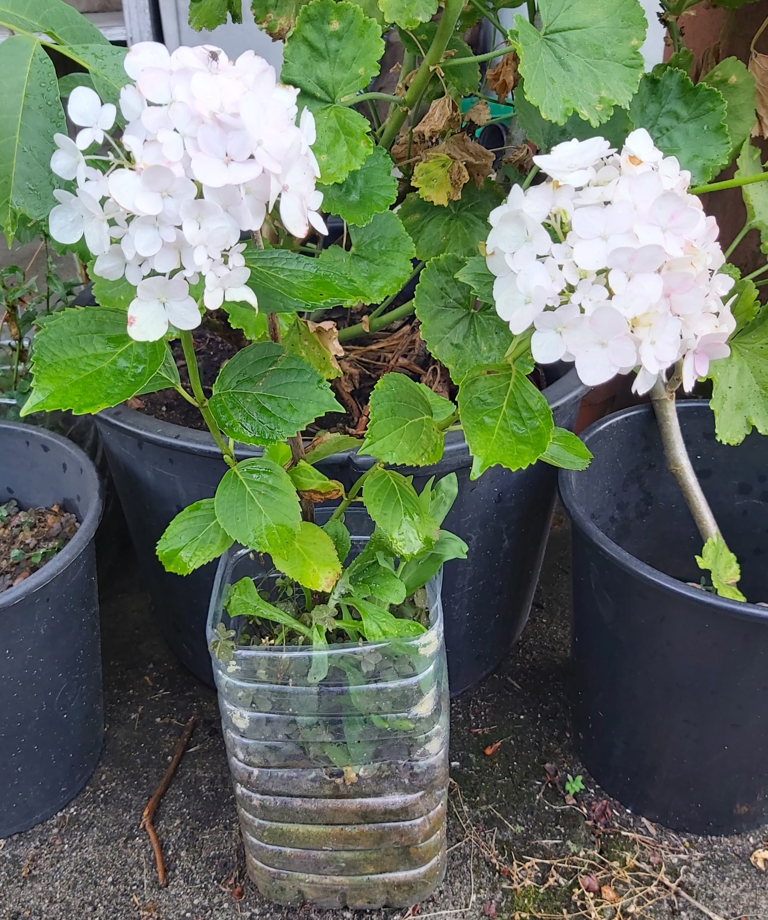 Hortênsias/Hidranjas