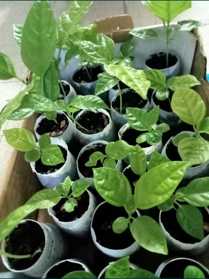 Planta de Maracujá