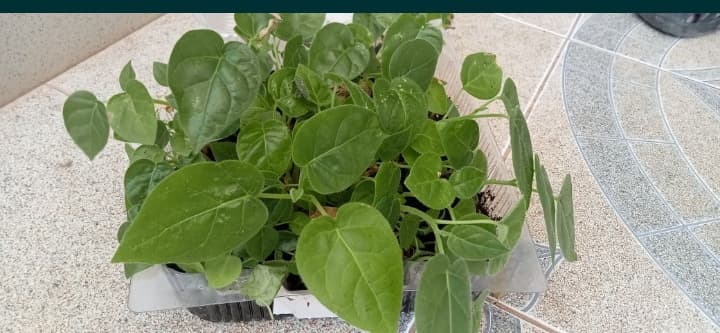 Planta de Tamarilho