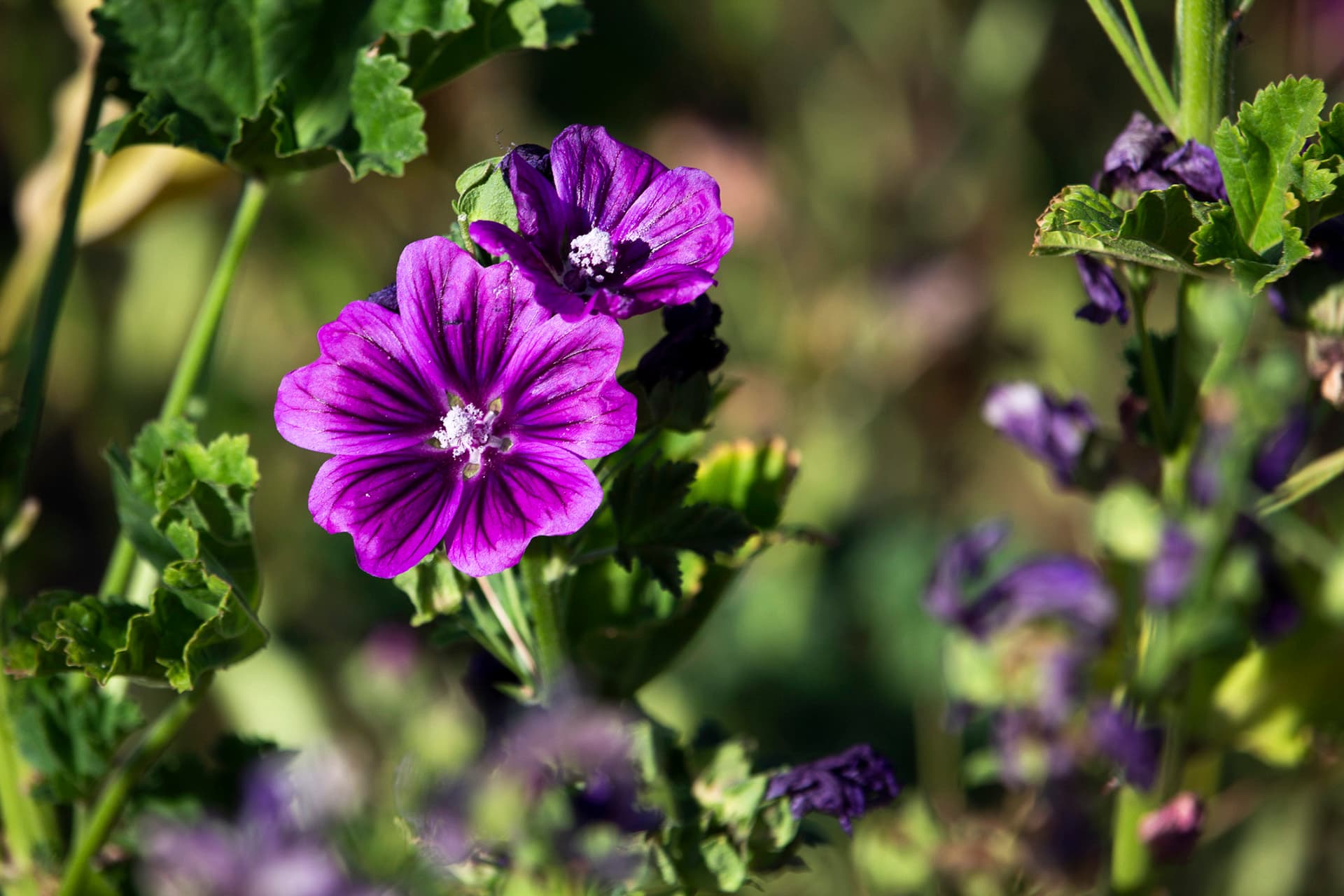 Malva biológica seca certificada (Kg)