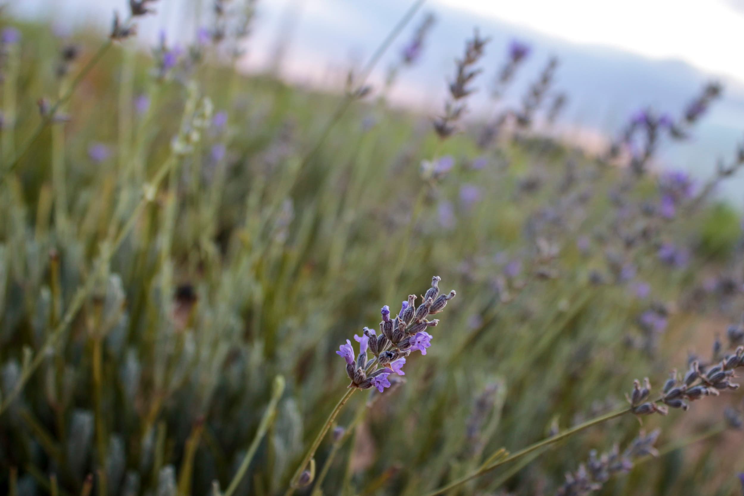 Alfazema / Lavanda biológica seca certificada (Kg) - Évora