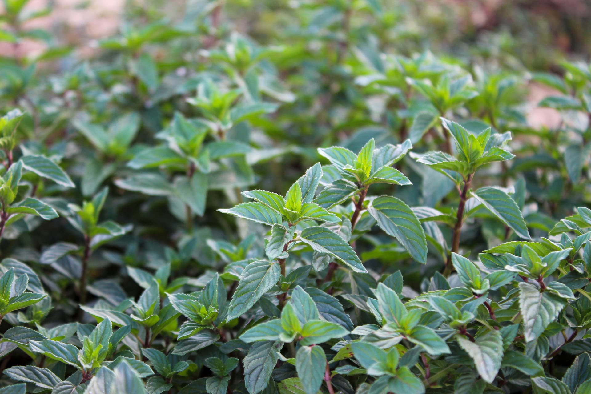 Menta / Hortelã pimenta biológica secas certificadas (Kg)