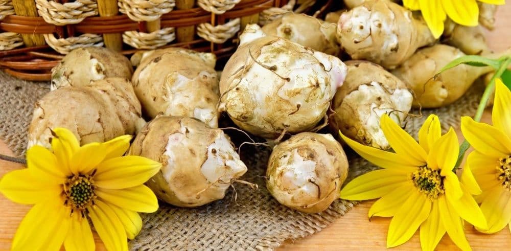 Tupinambo – conhecida popularmente como alcachofra-girassol, tupinambo