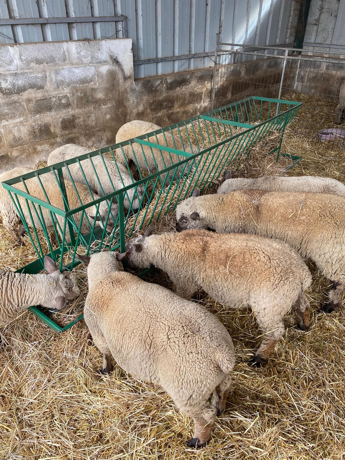 Borregos Mouton Vendéen