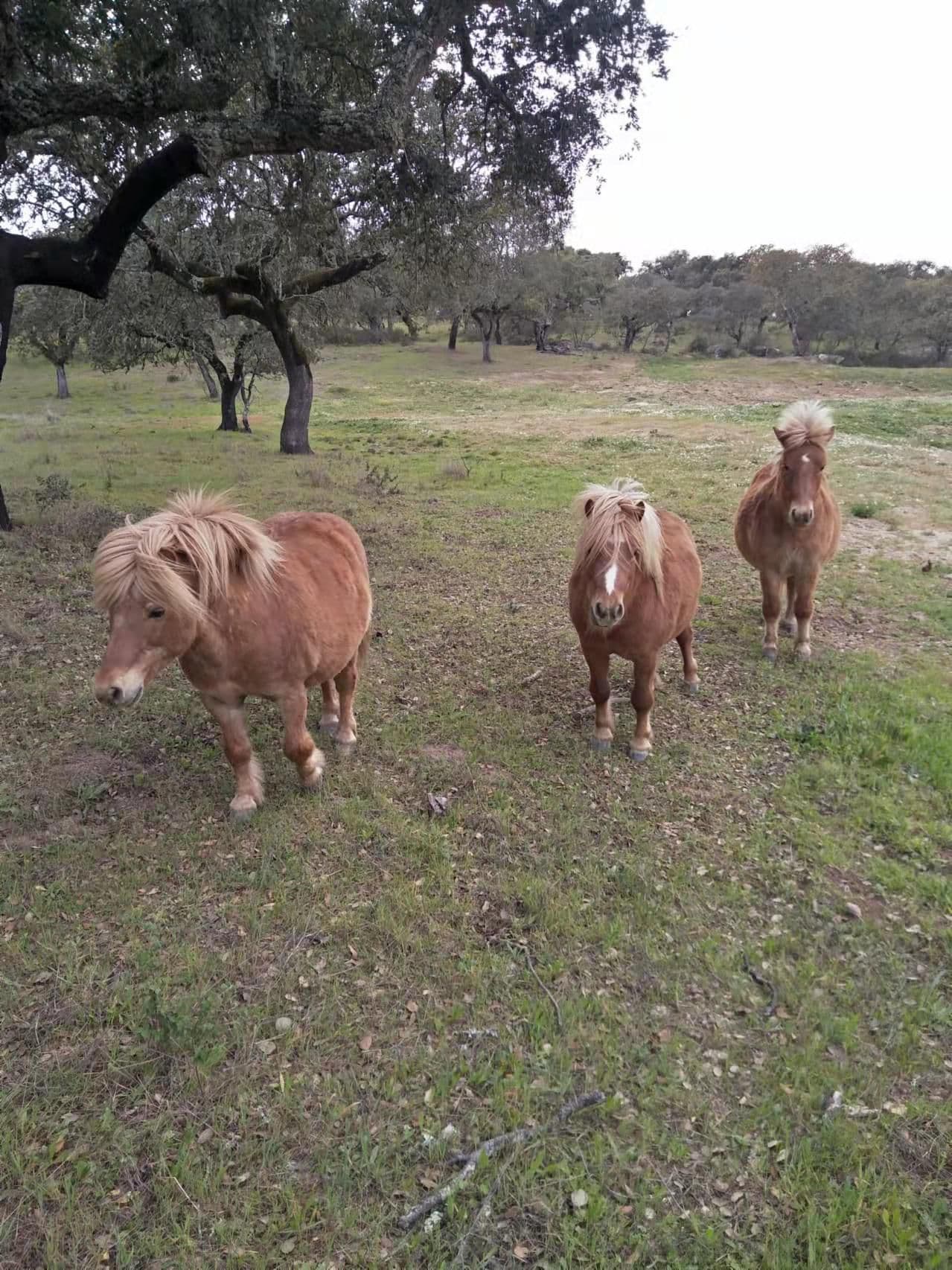 Pony