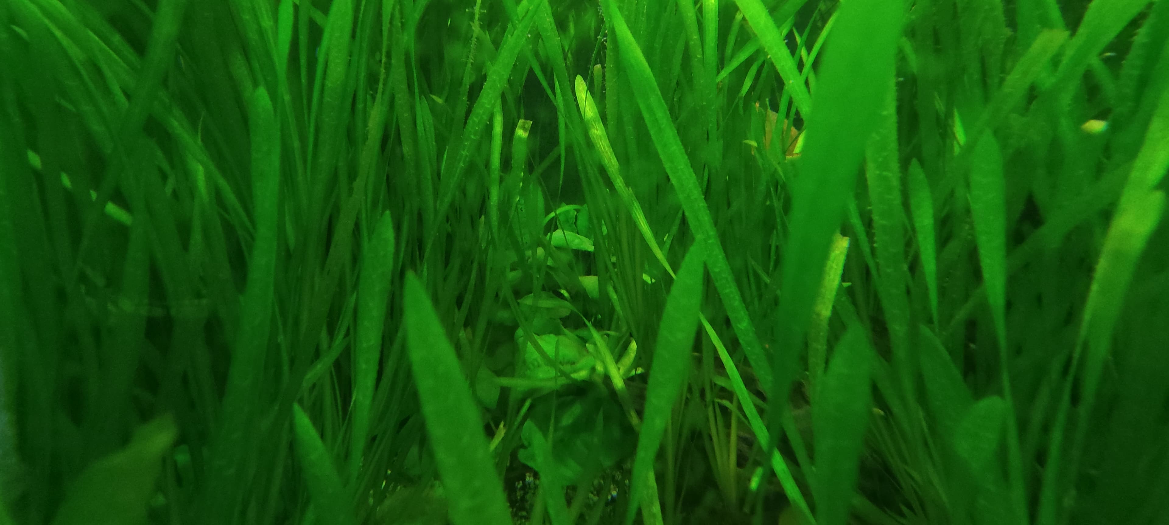 Plantas de aquário