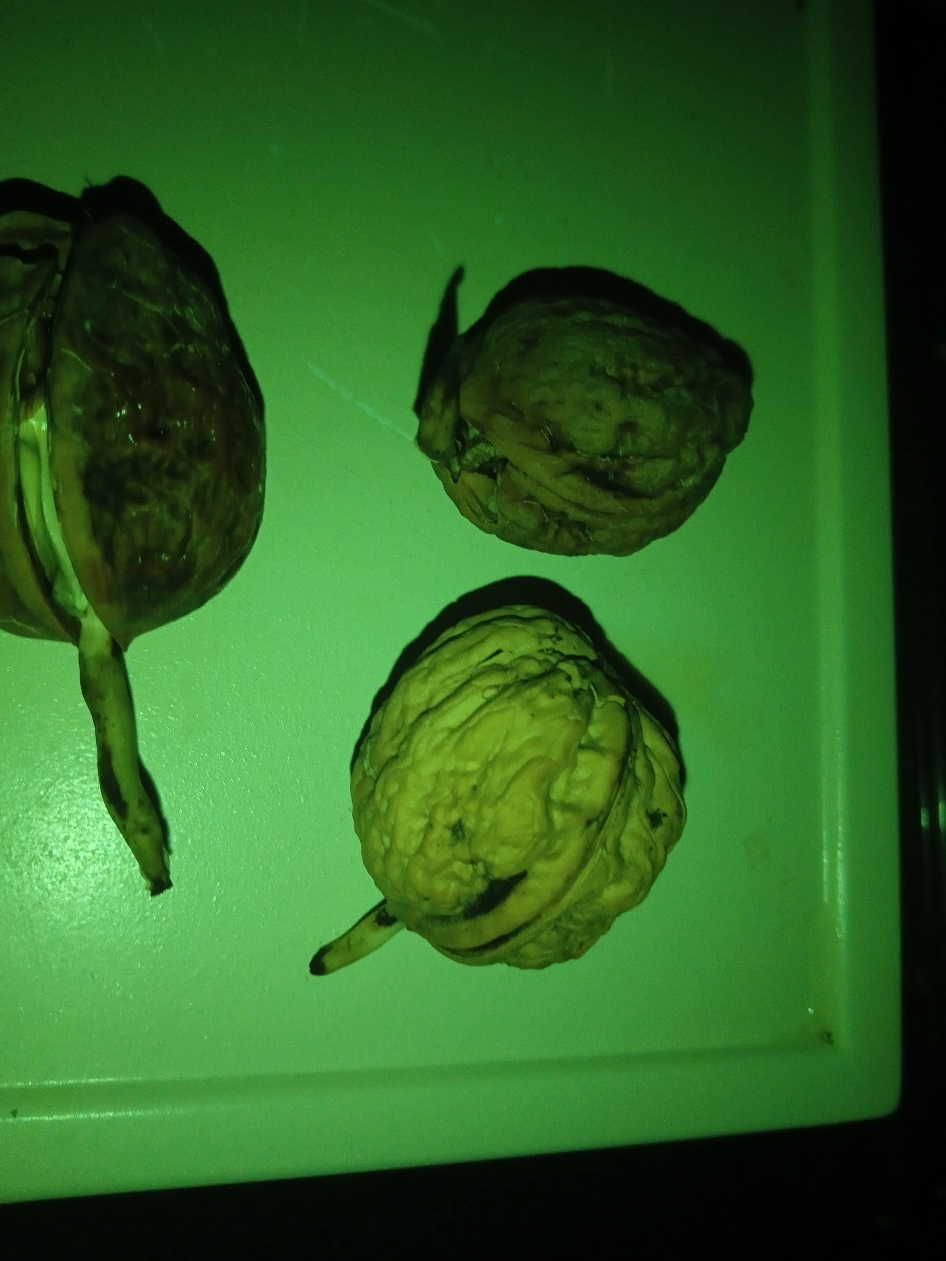 Nozes germinadas