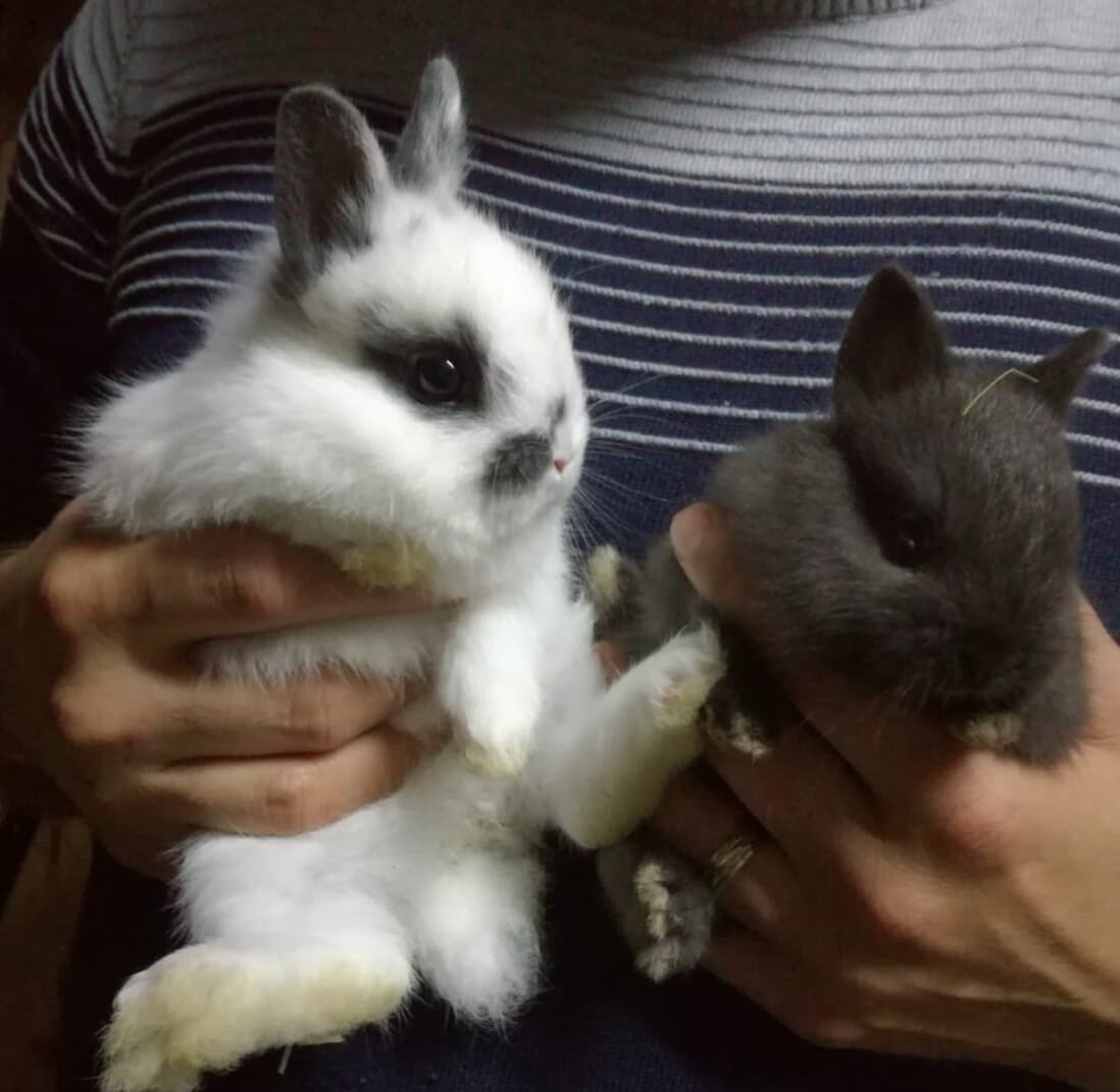 Coelhos anões micro. Mini holandês