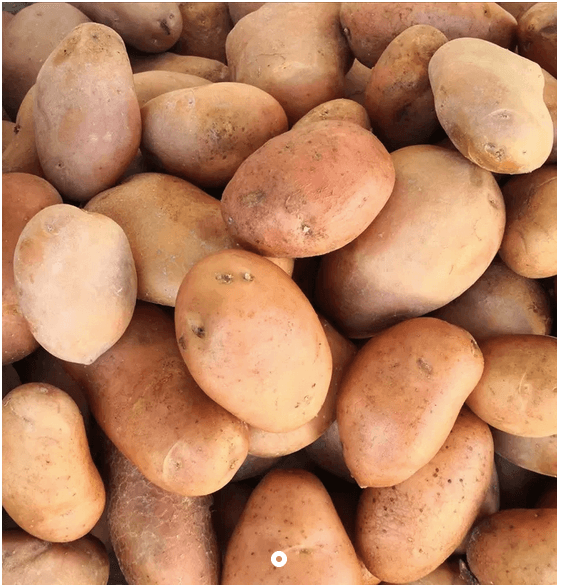 300 kg batata vermelha