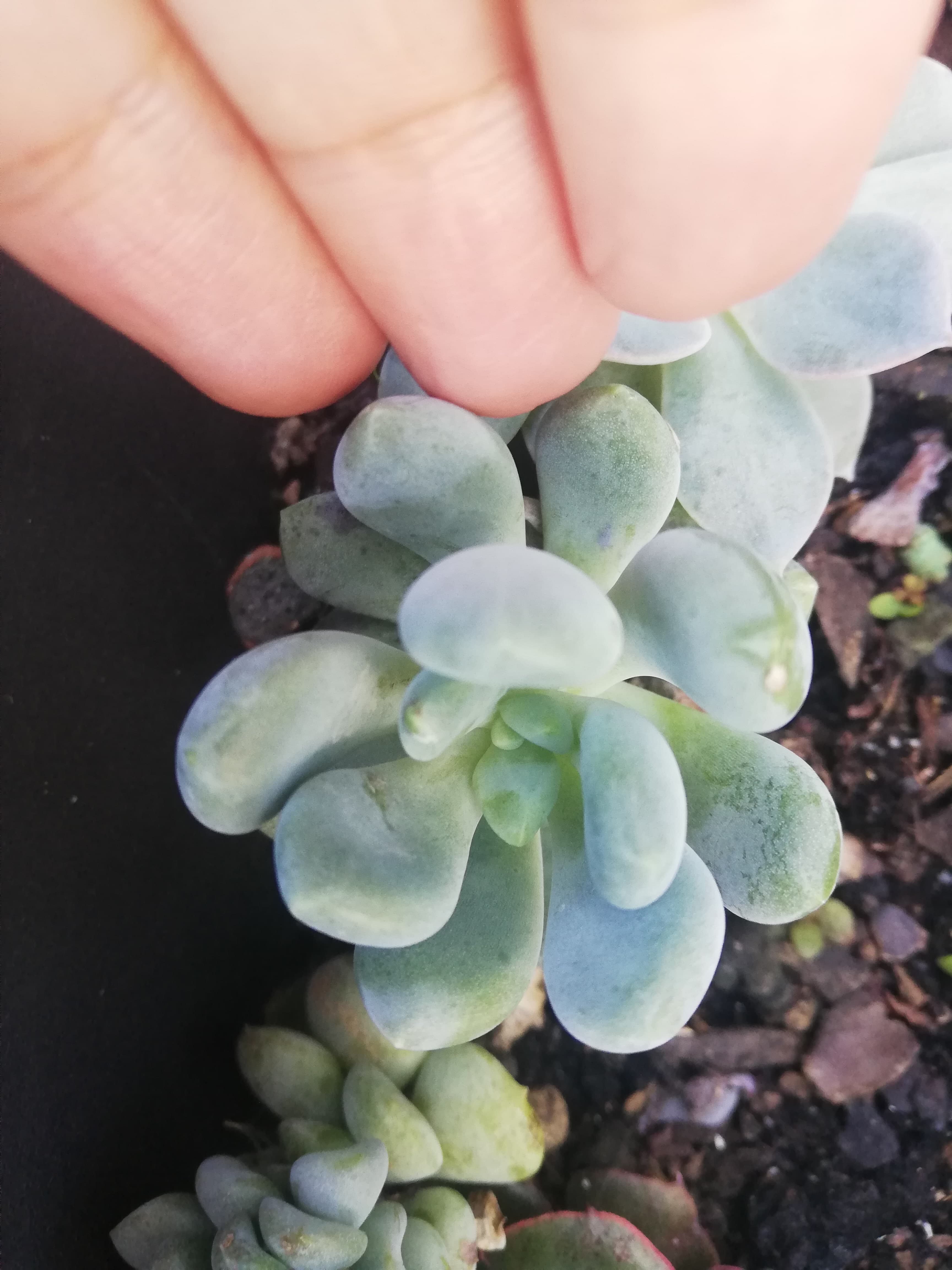 Suculentas