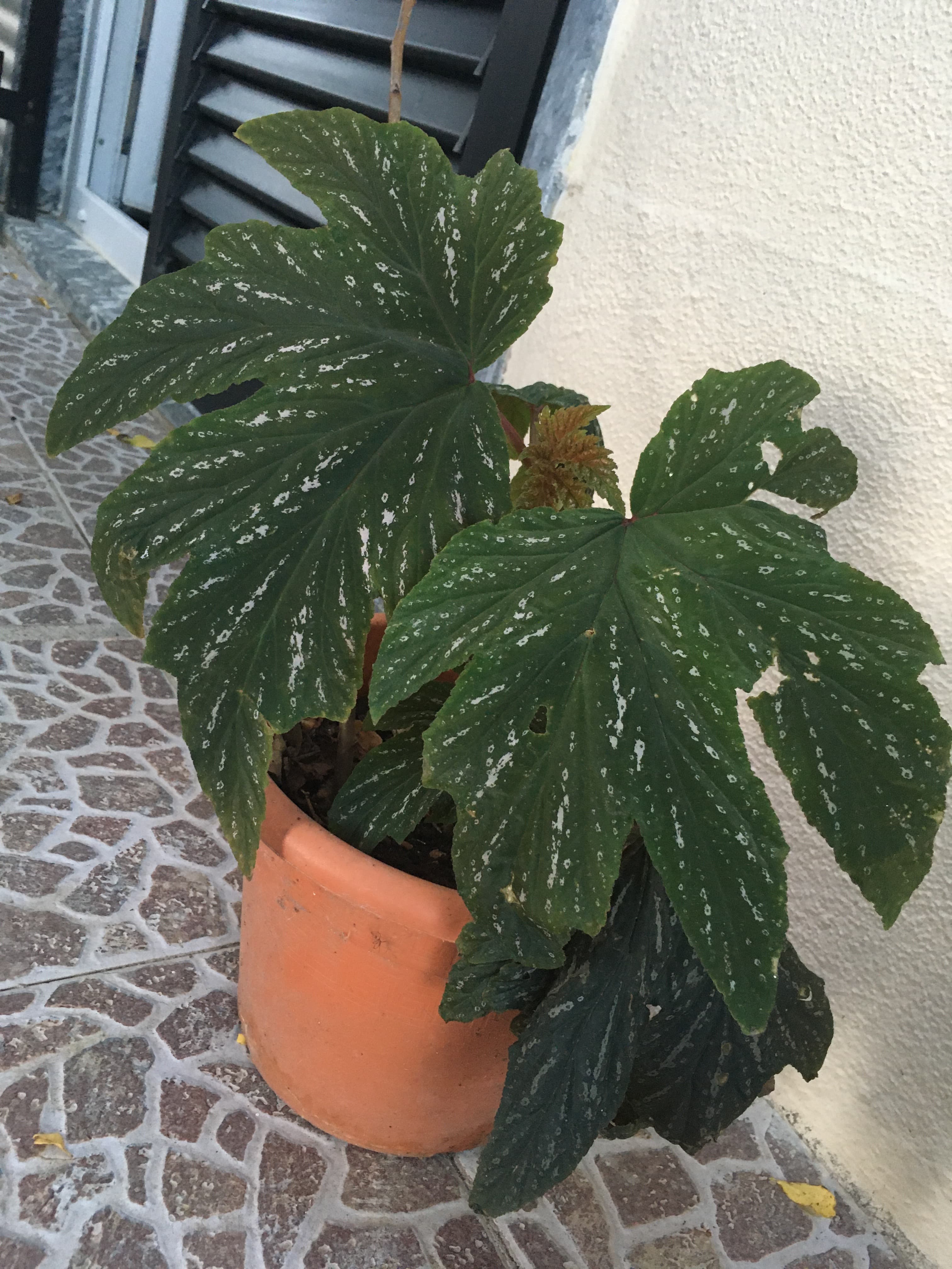 Planta em vaso