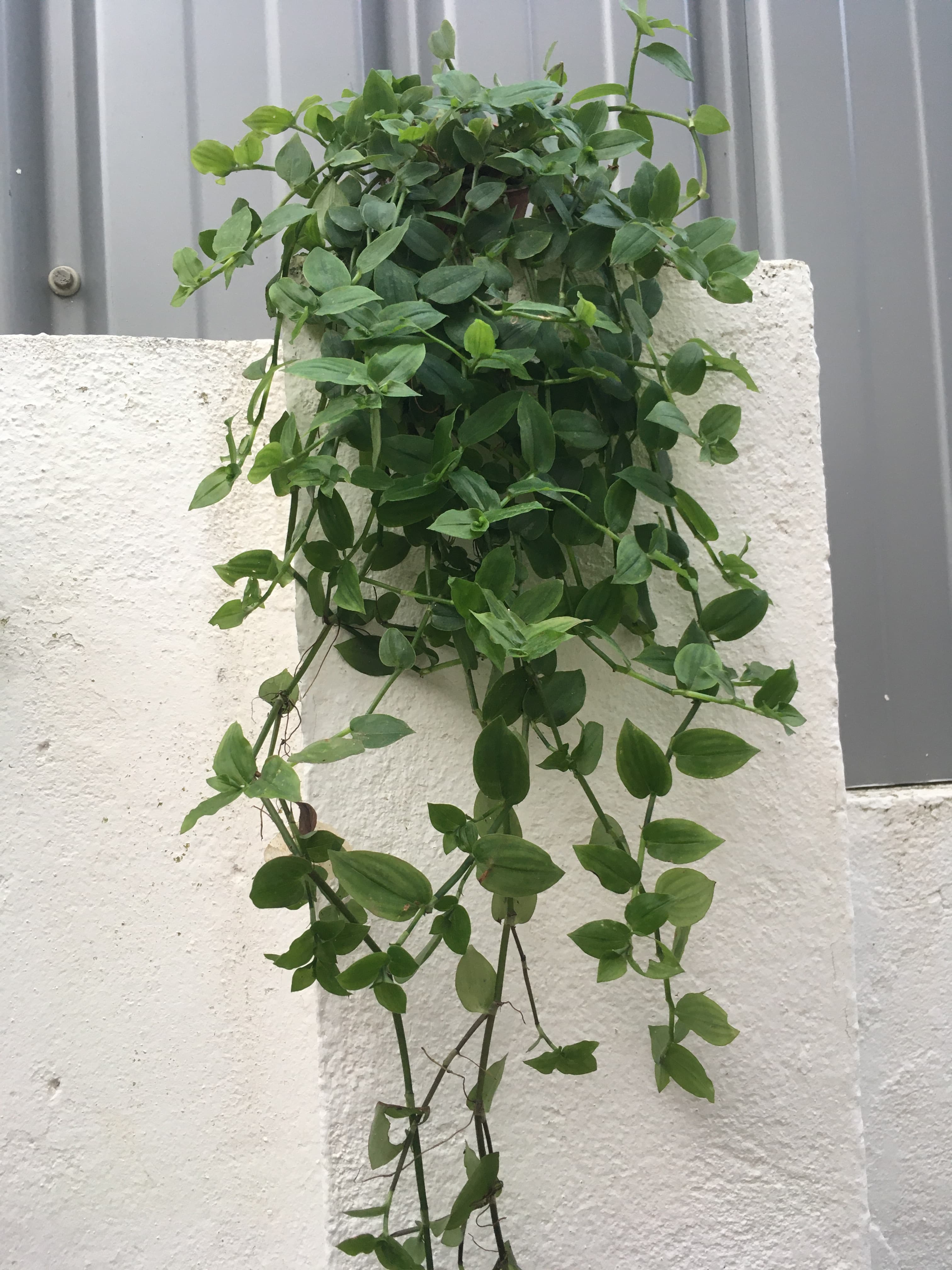 Planta com vaso incluído
