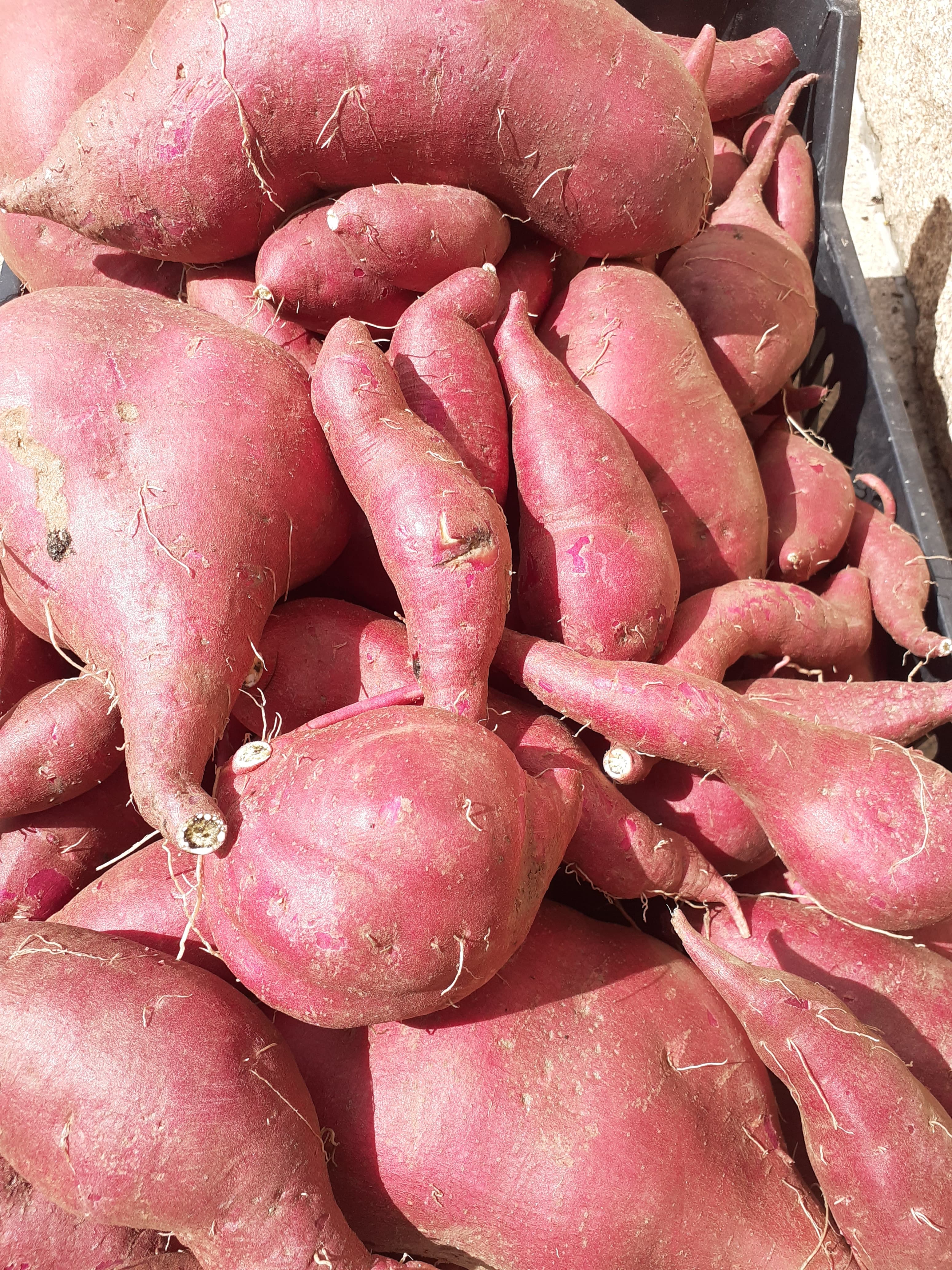 Batata doce