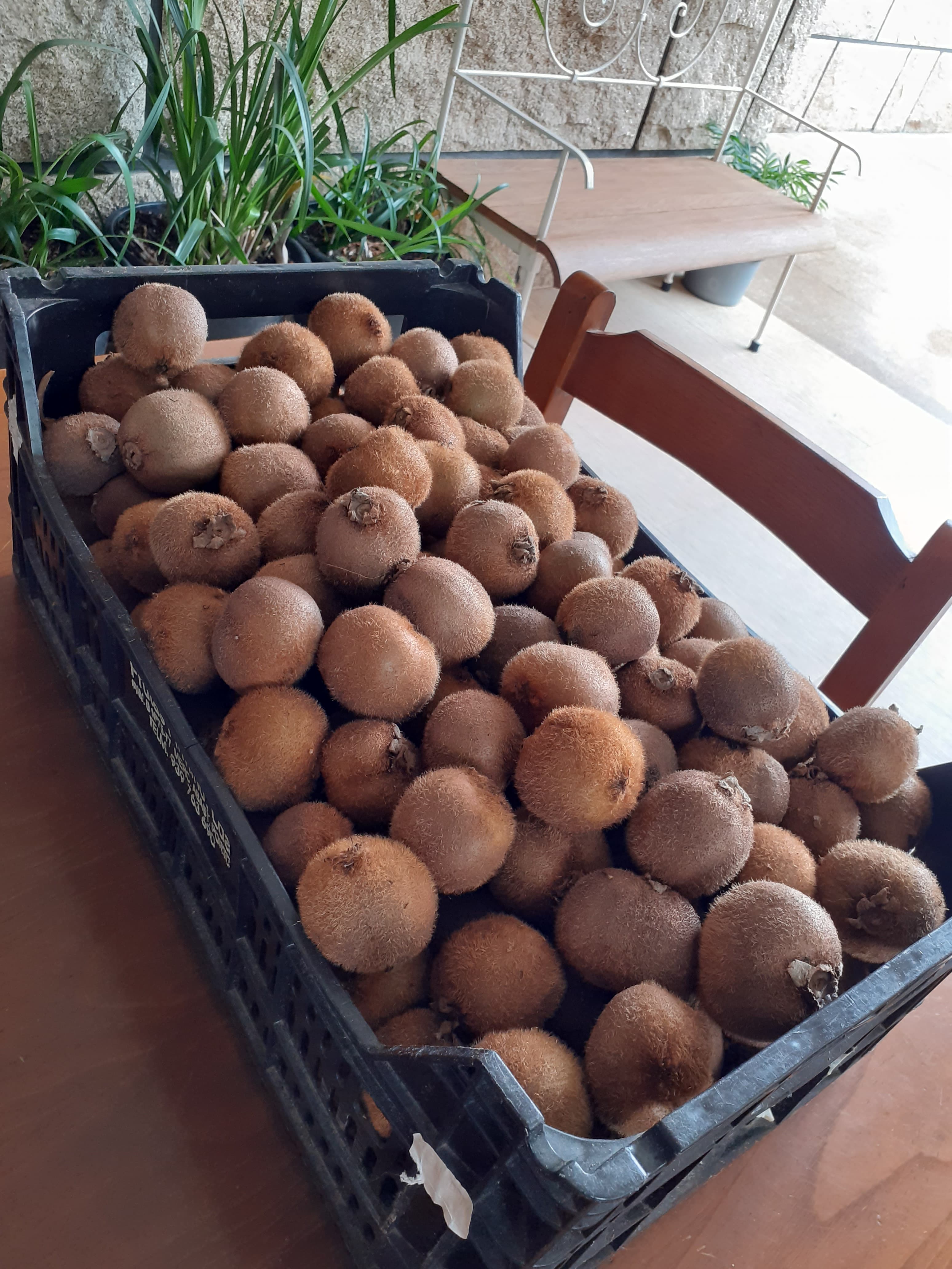 Kiwis