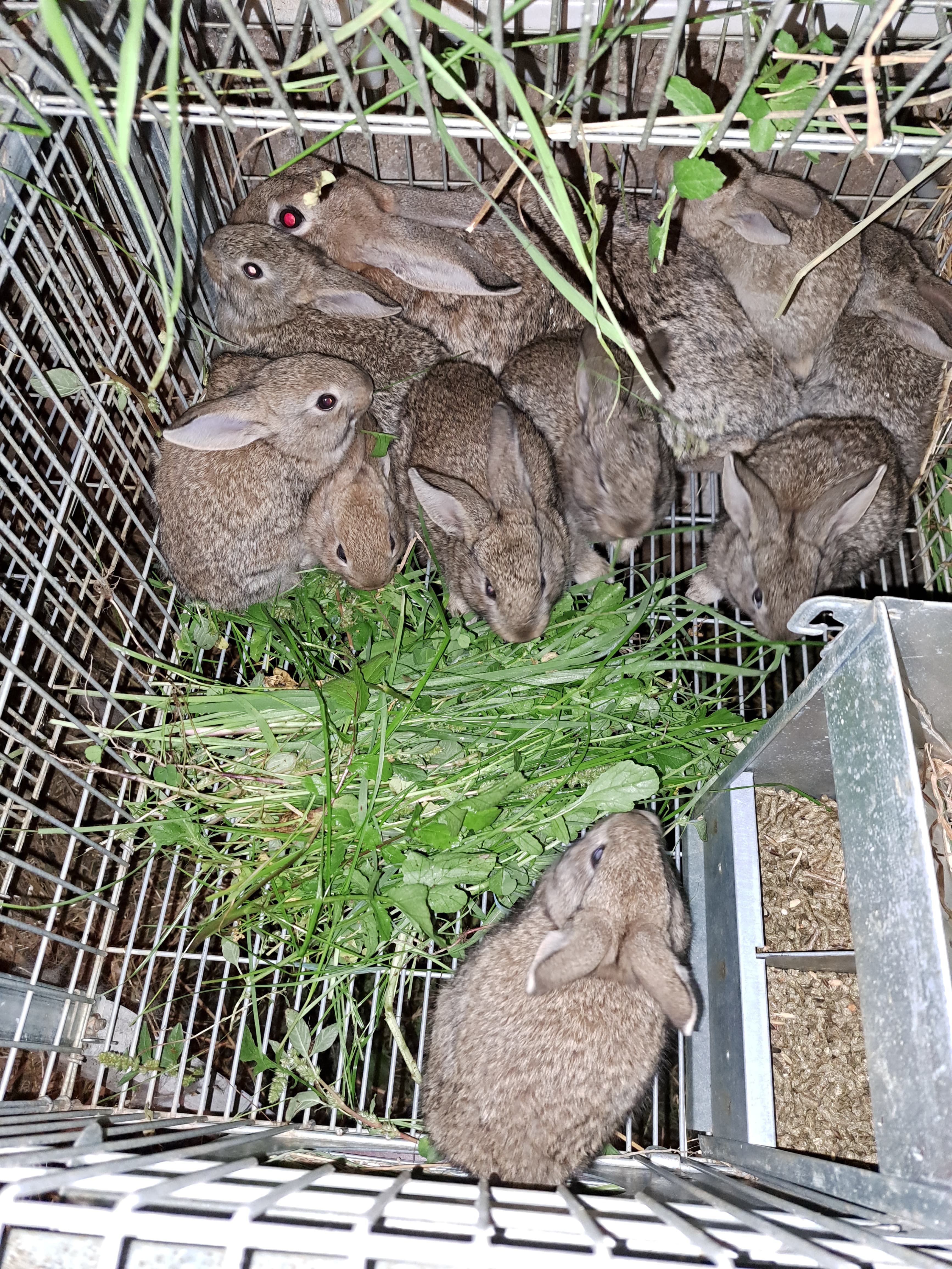 Coelhos