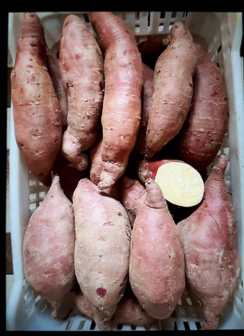 Batata doce amarela e roxa nova do produtor