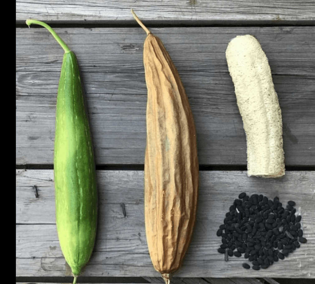 Sementes de luffa esponja natural