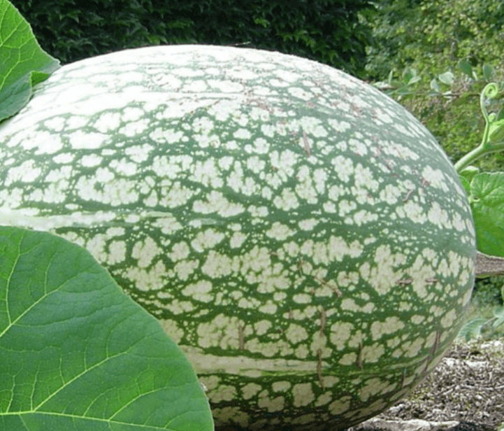 Sementes abóbora chila