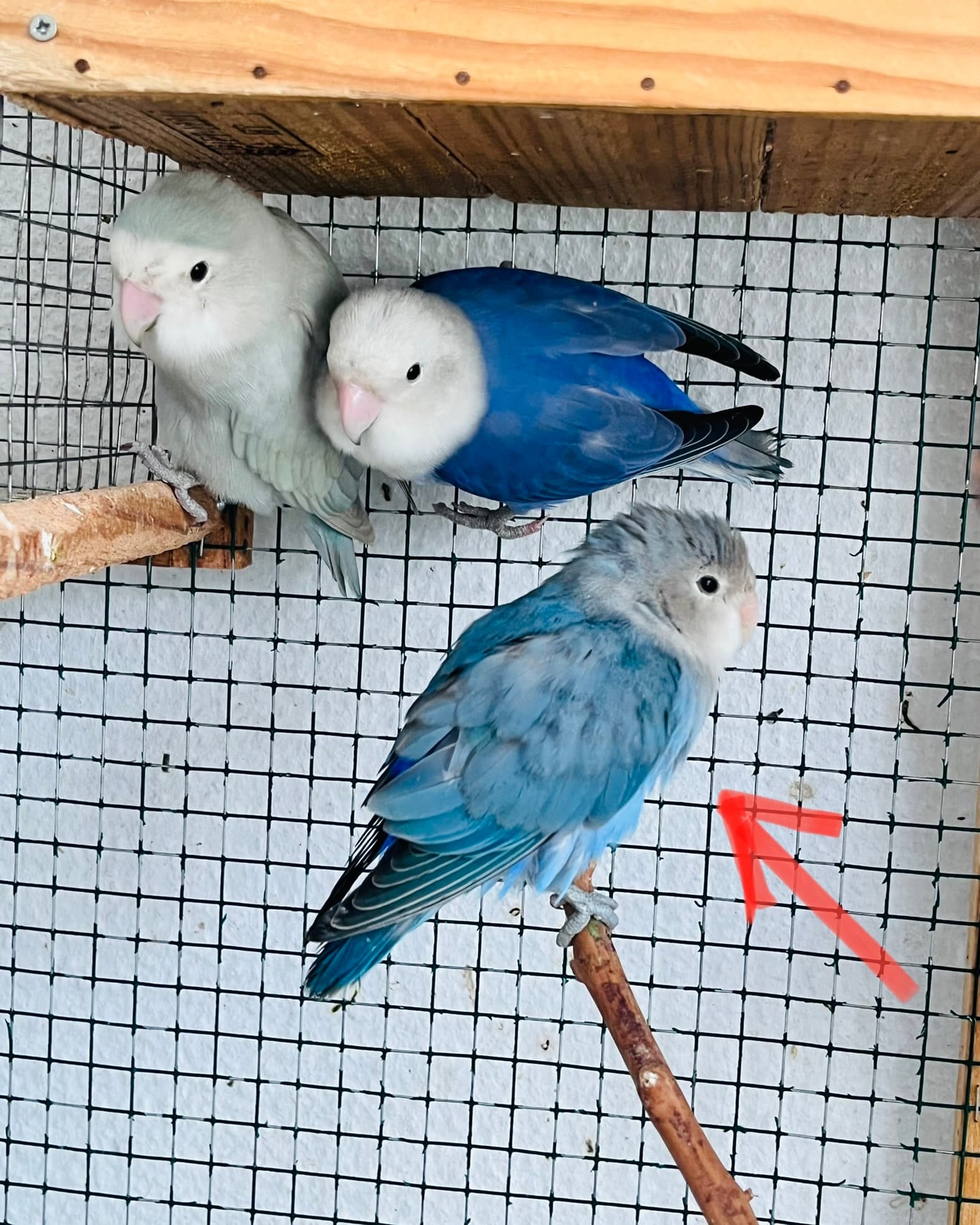 Agapornis