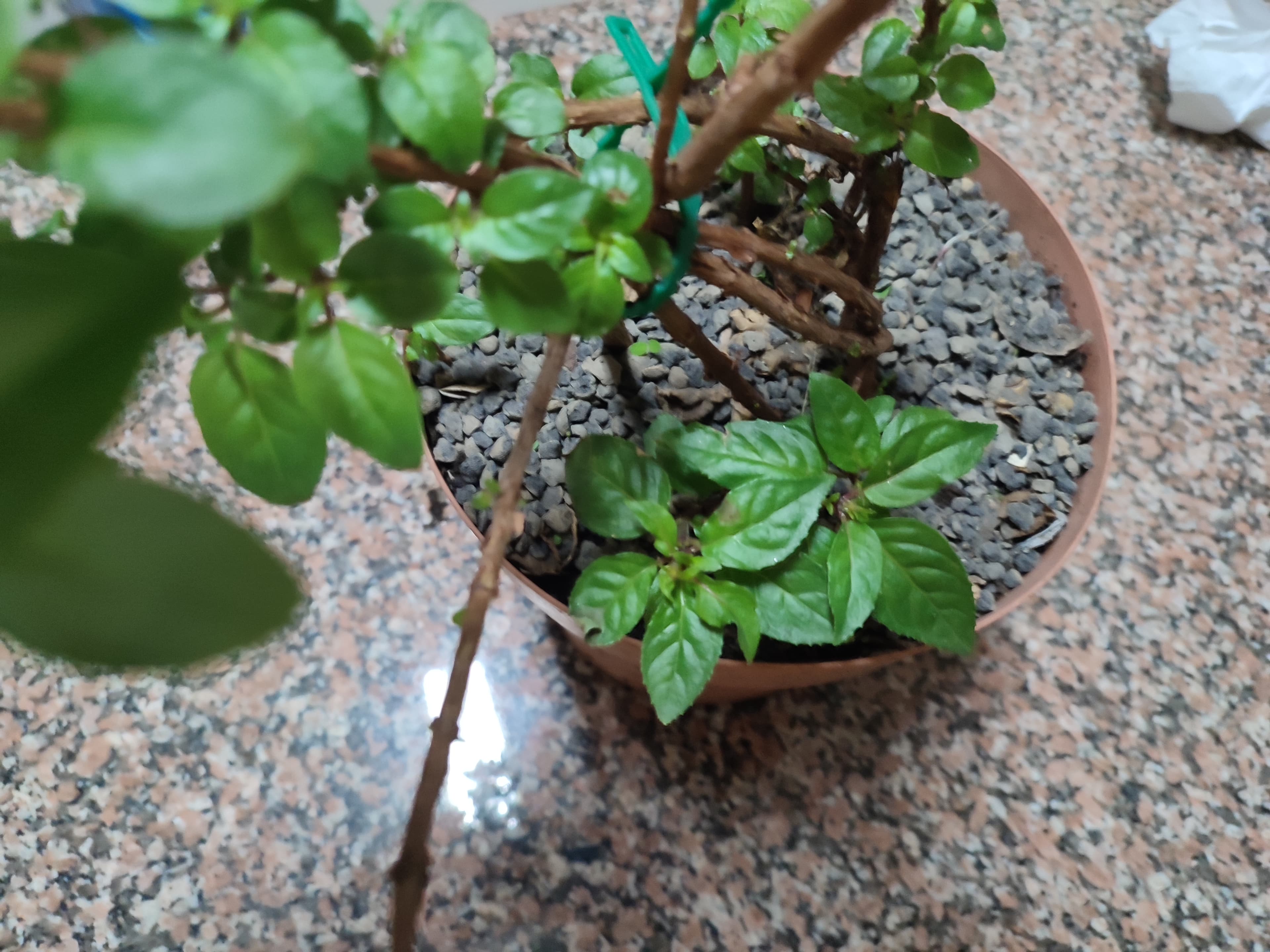 Brincos de princesa de cor lilás