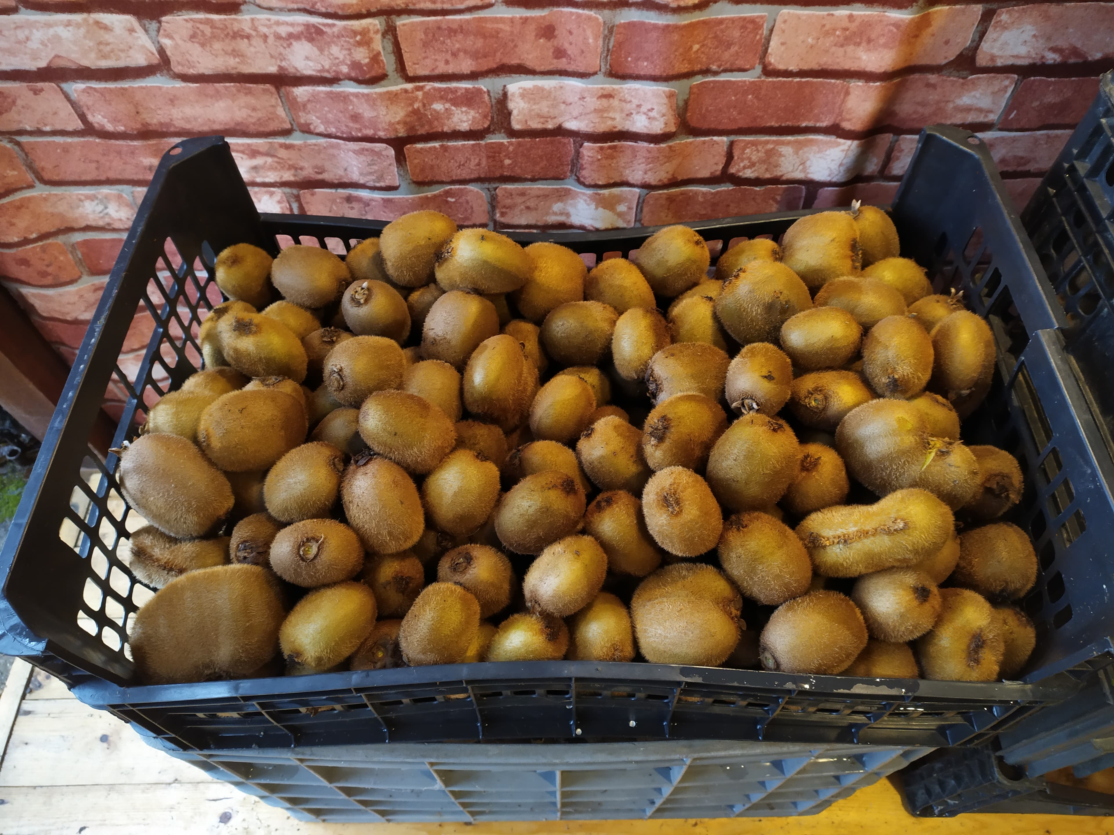 KIWIS bom calibre
