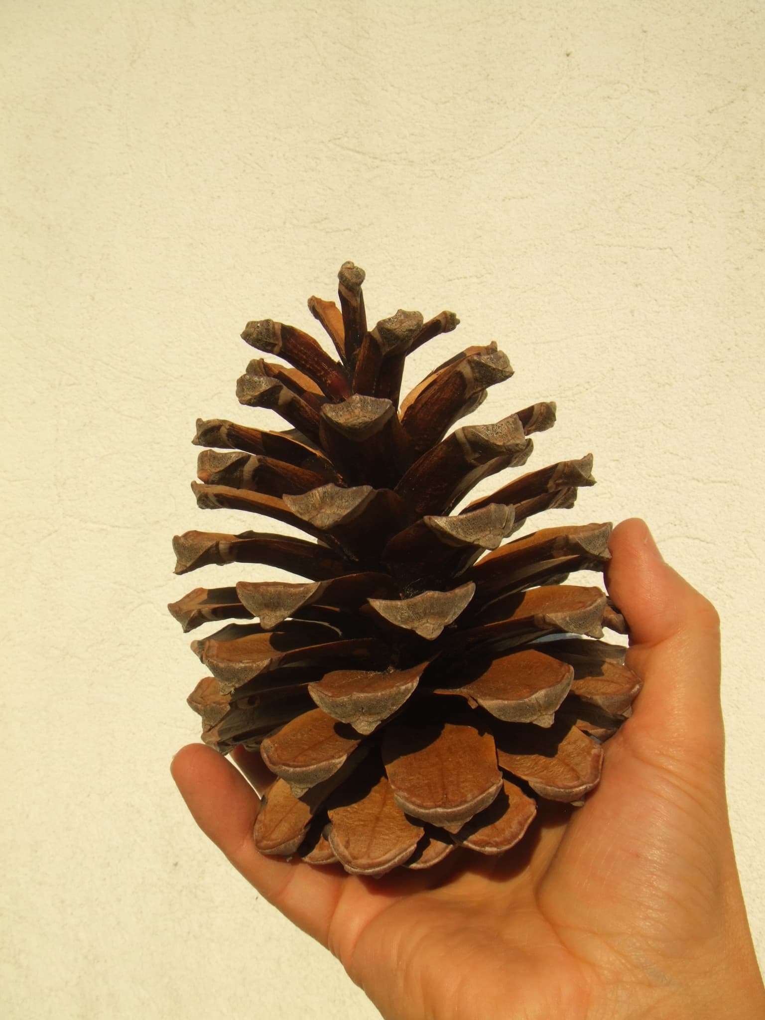Pinhas p/ acendalha (lareira)