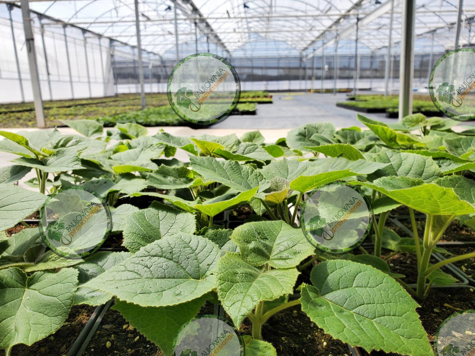 Paulownia. Viveiro especializado Paulownia Professional S.L
