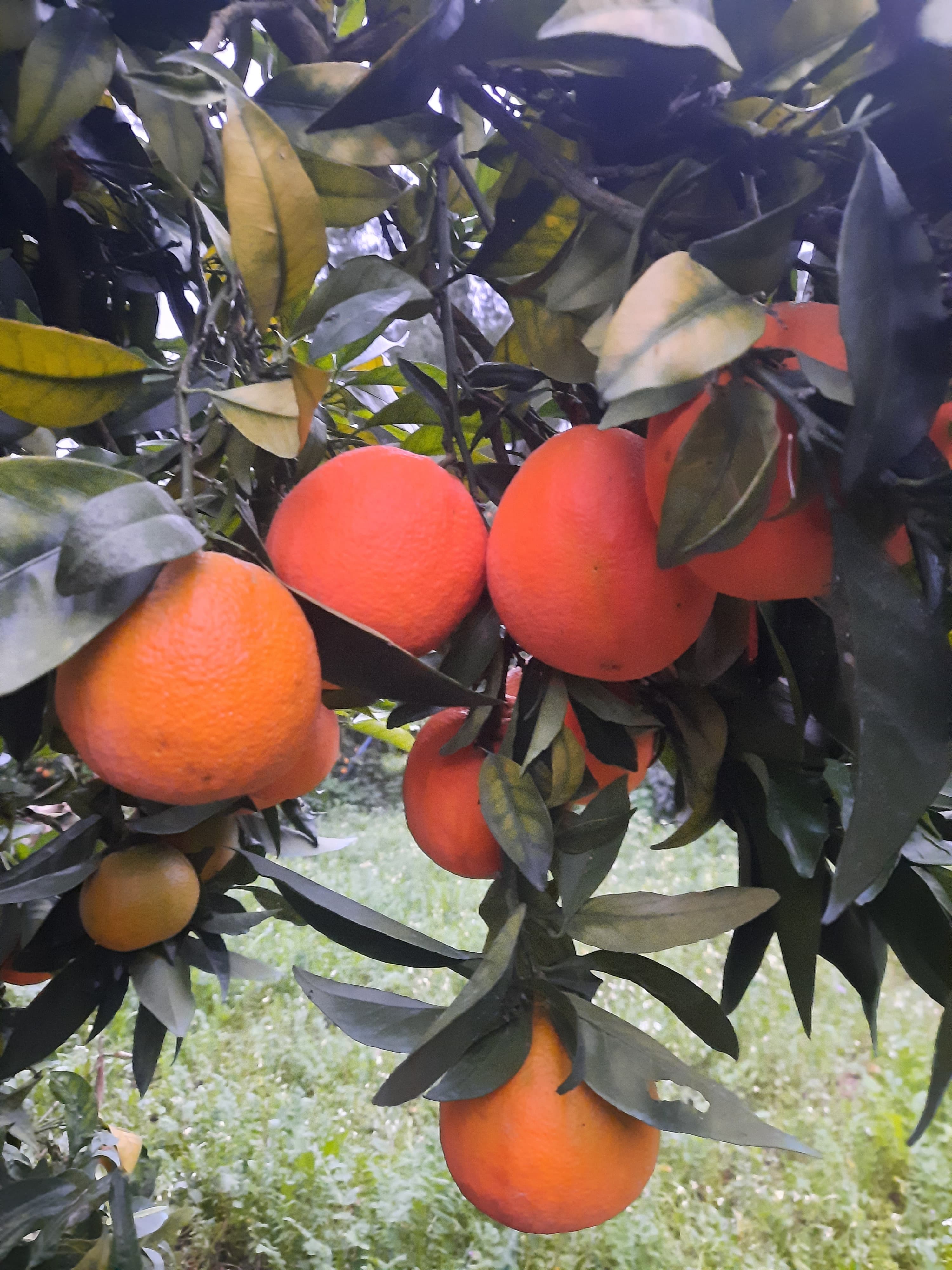 Laranja nacional