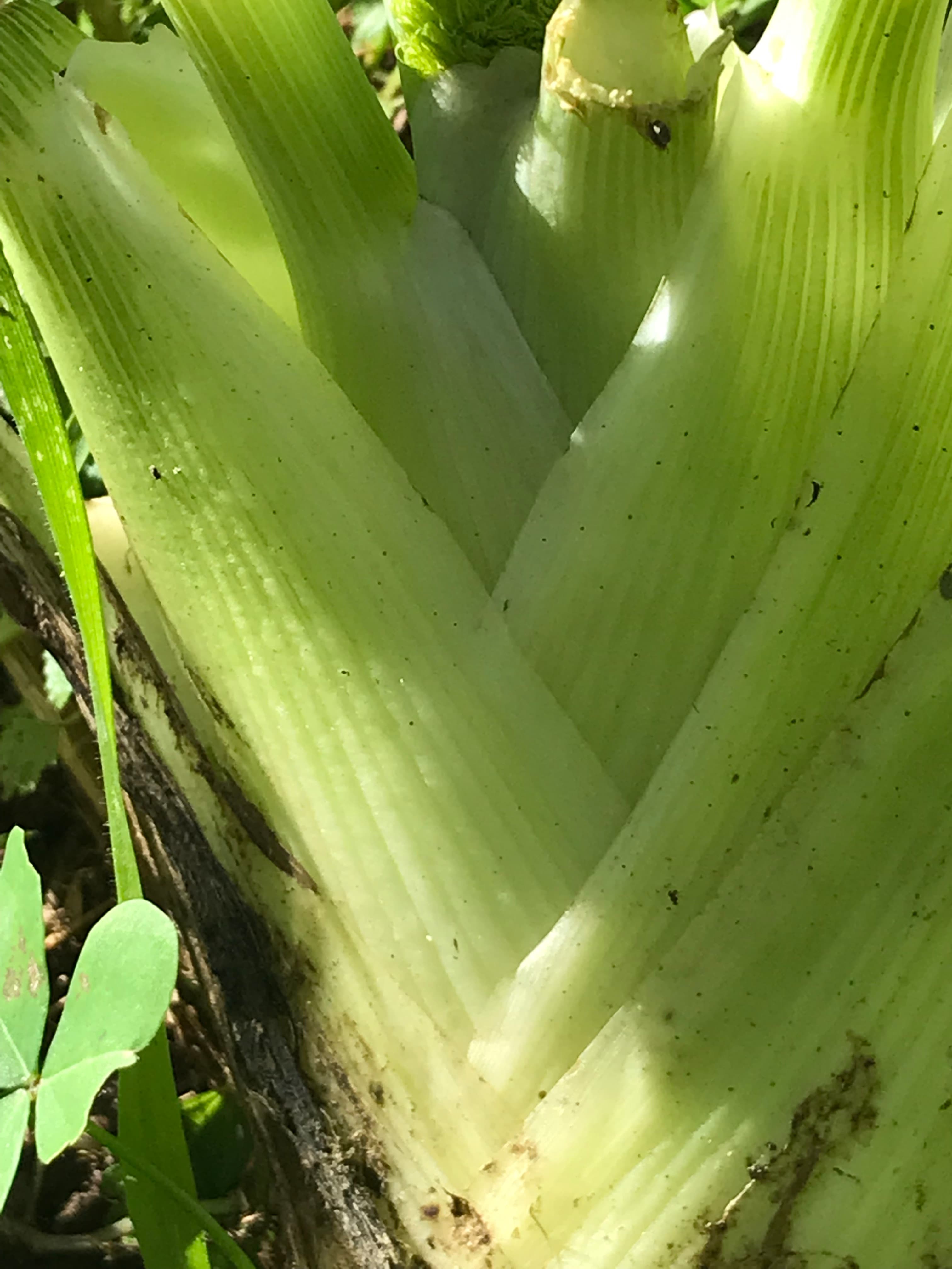 Cabazes Hortofrutícolas – 6 a 8kg Daterrapraboca