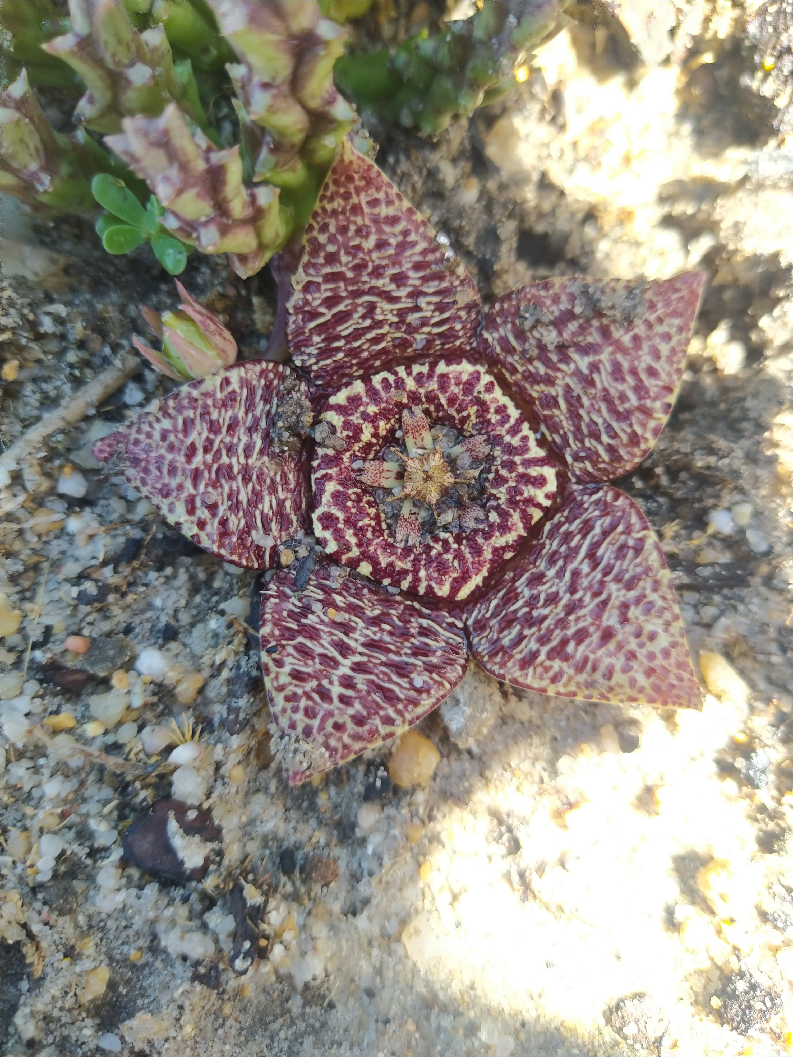 Plantas variadas